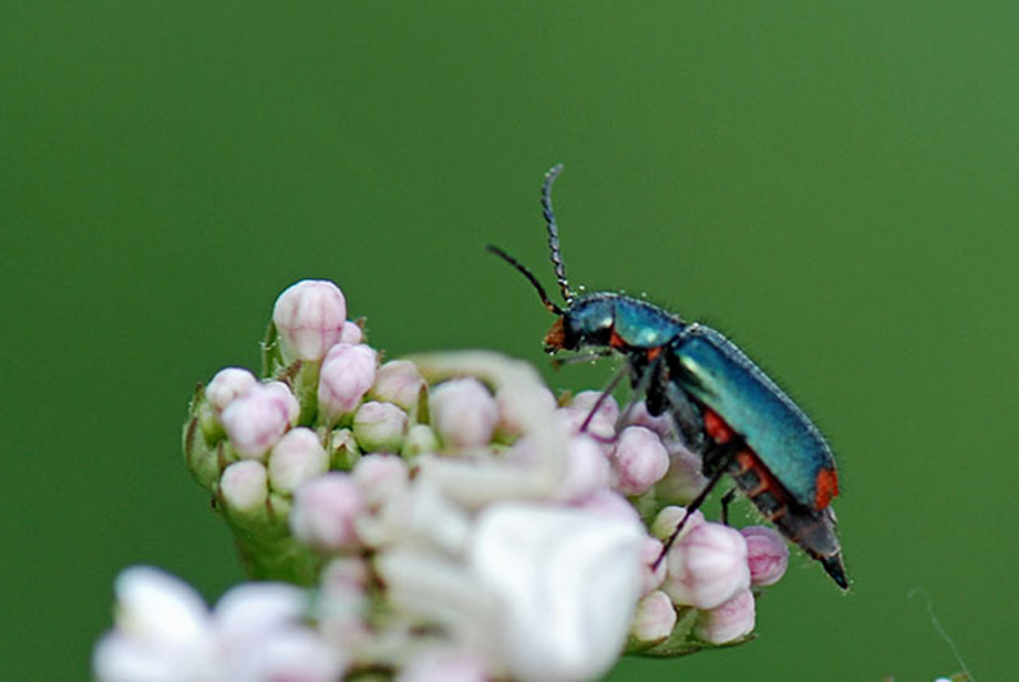 Da identificare: Malachiidae